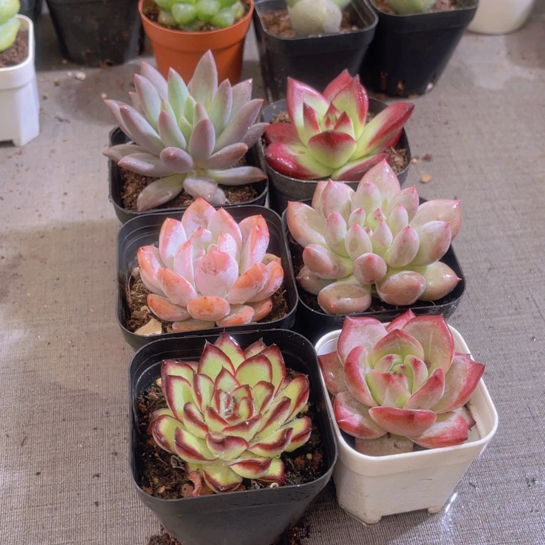 六六大顺带盆土多肉植物