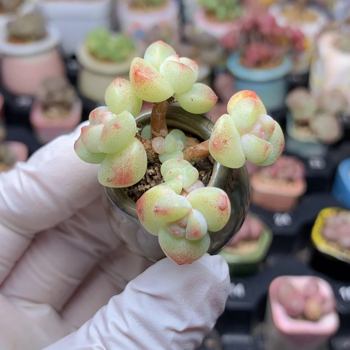 韩国小脸冰玉 大小10头 造型漂亮 木质