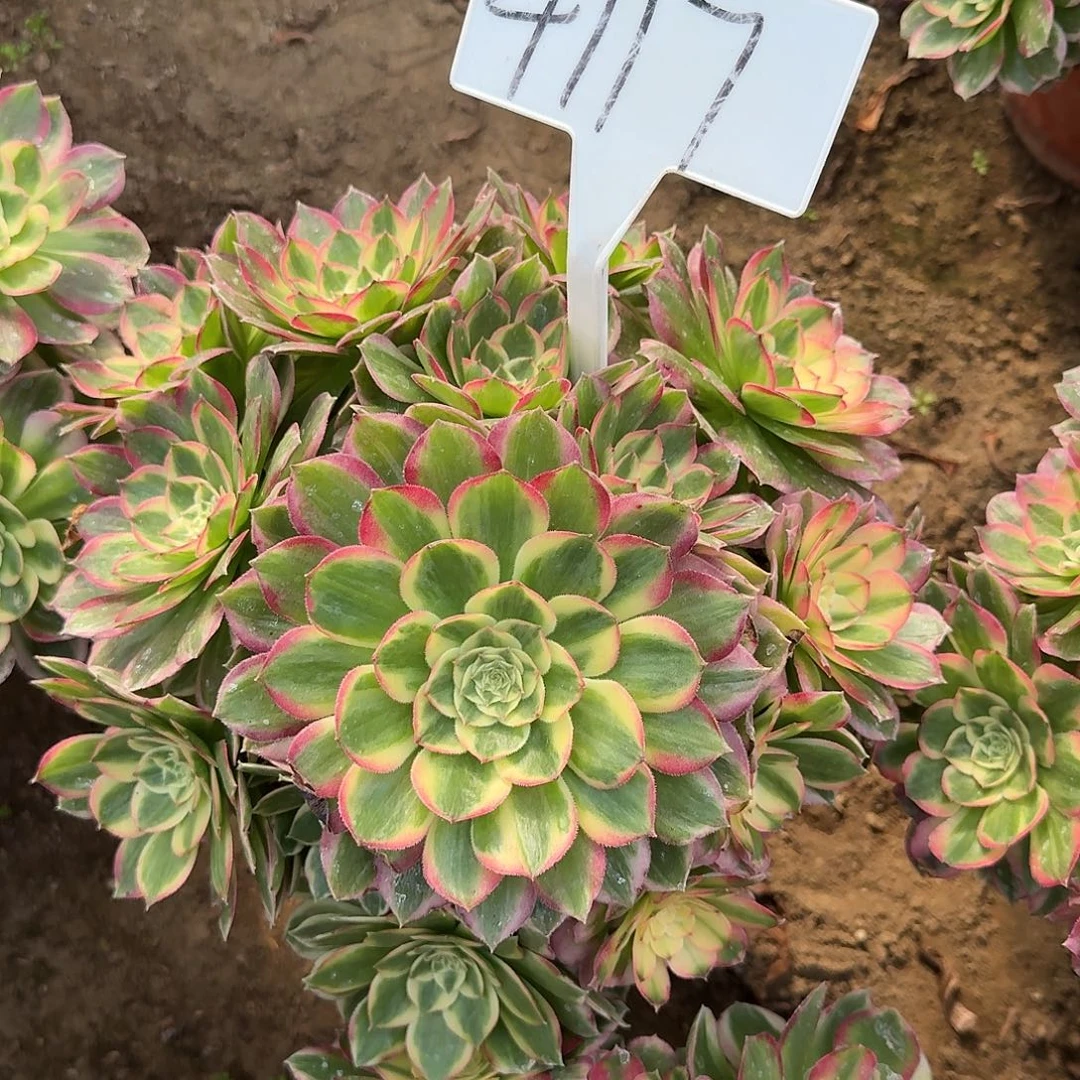 4117海仙多肉法师多肉