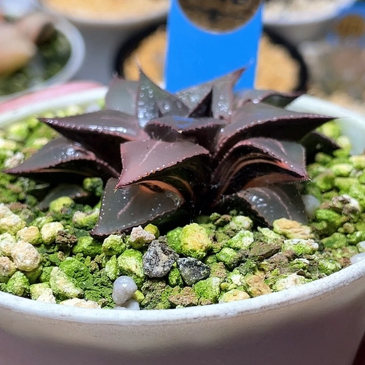 643酒吞錦福利特選錦