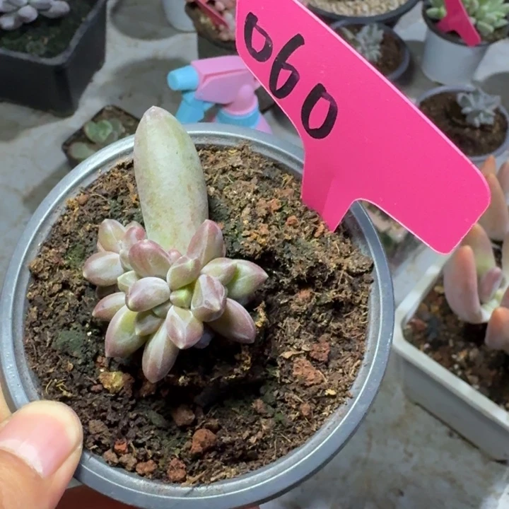 060胖夫星球新号福利价