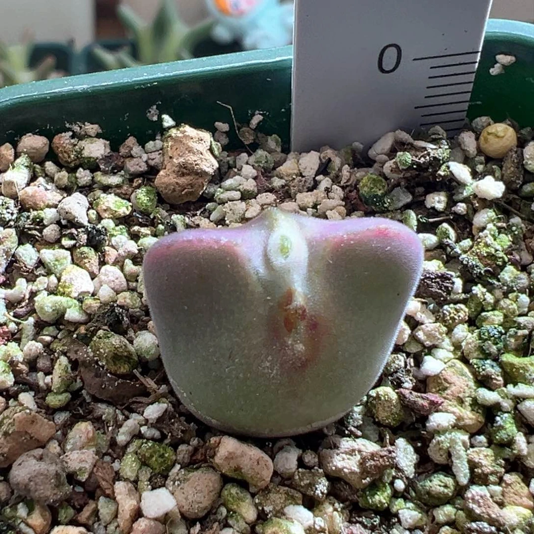 471。青蛙优选大眼空蝉