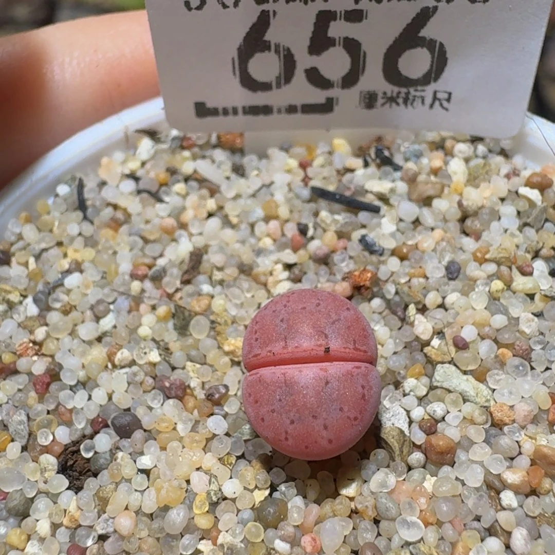 Ssss精品生石花656阿克