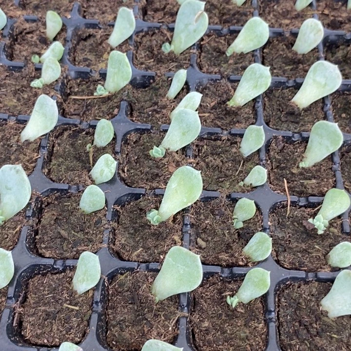 糖钻芽苗一个多肉