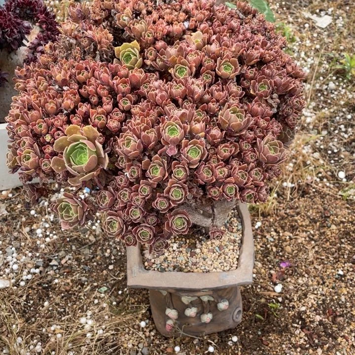 多肉的鱼也可以是你喜欢我