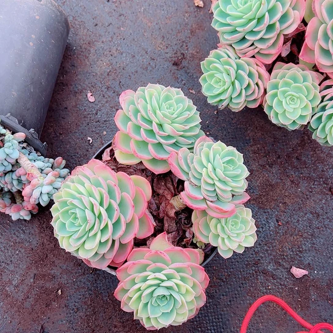 哈密瓜多头群生老桩特价