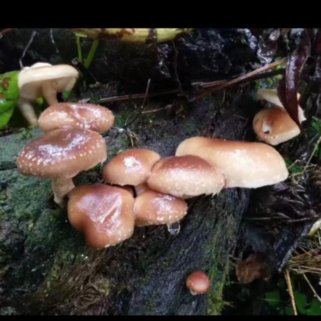 东北香菇自采长白山250克包邮