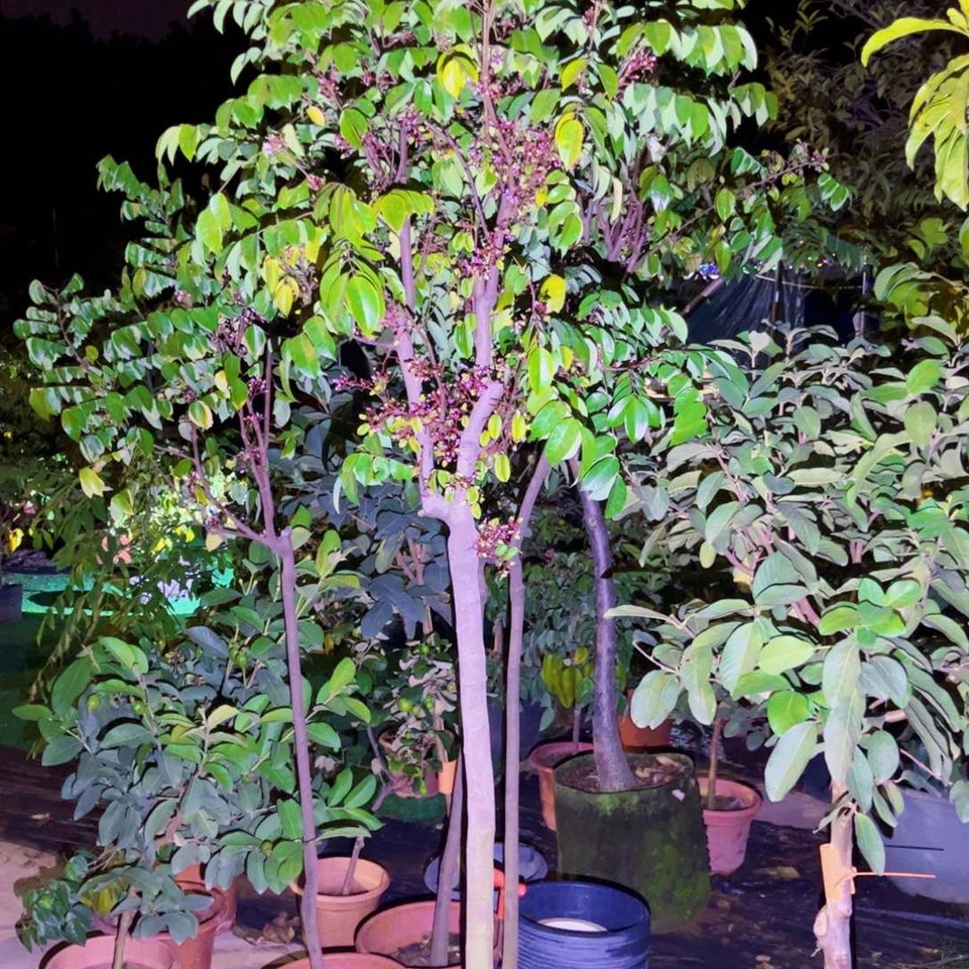 果苗。果苗。果苗66666