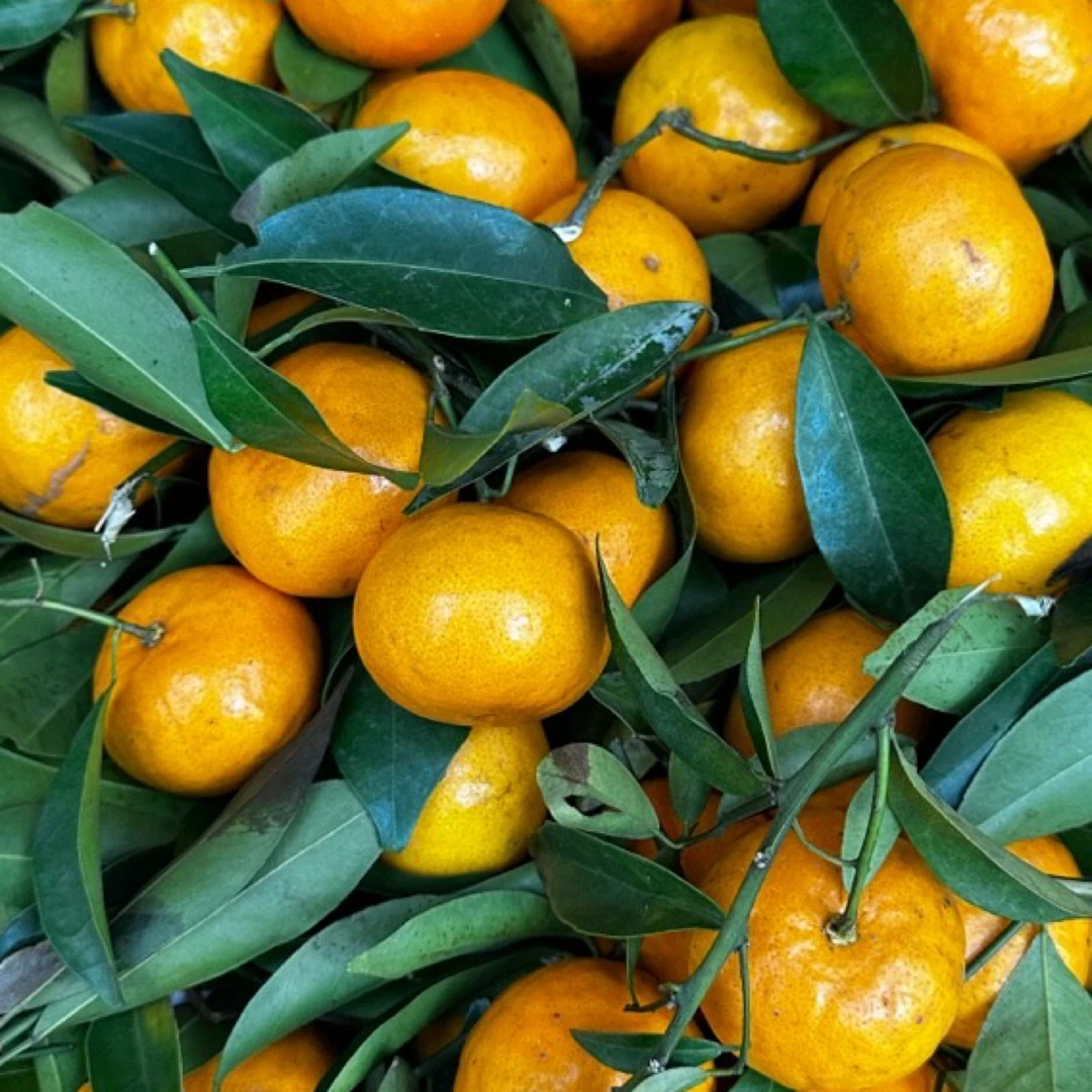 新鲜本地年橘子，带枝带叶，酸甜口感，深圳同城半日达 发京东快递