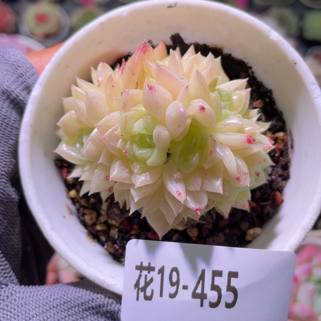 花利美19-455麦秆群