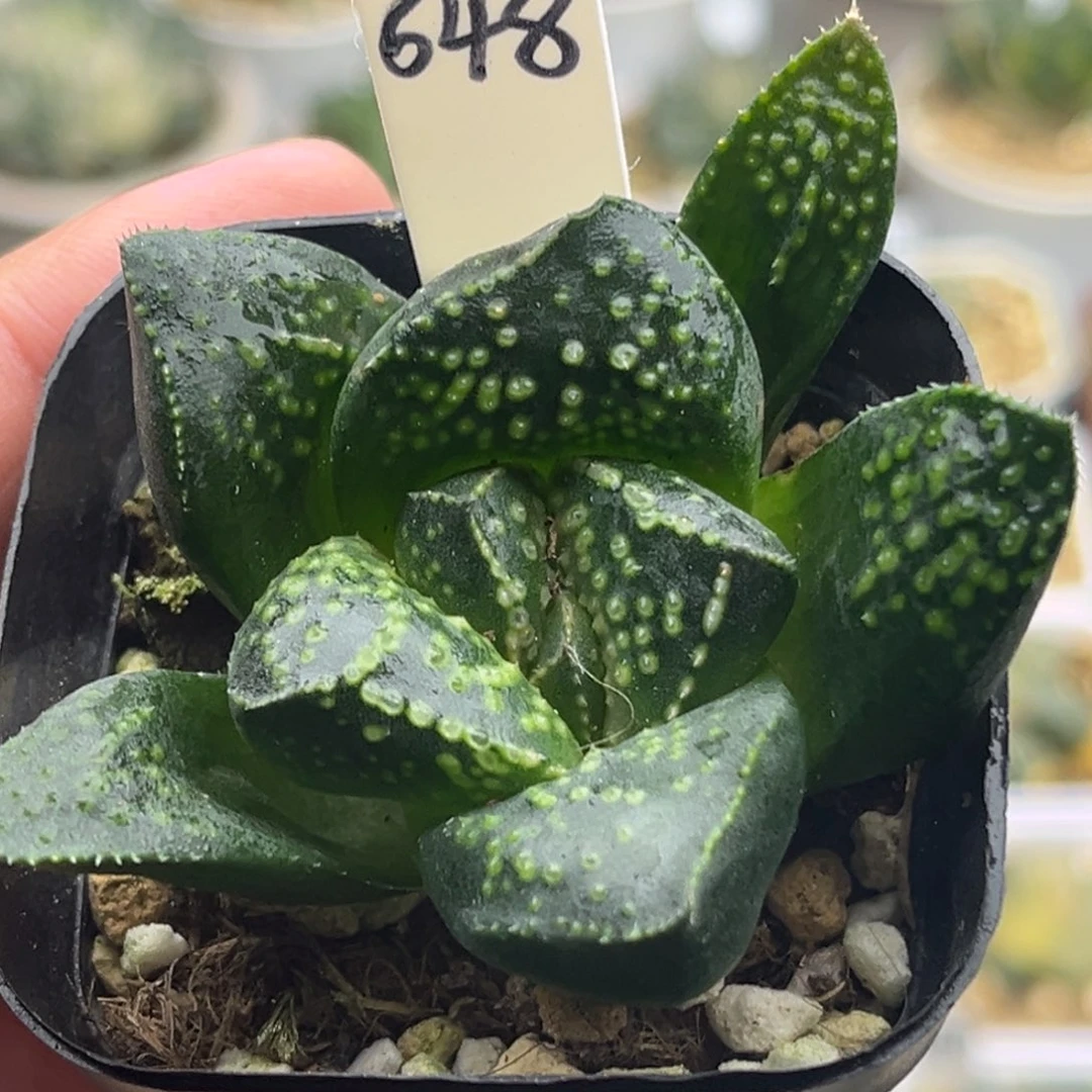 648巨大化紫禁城头家多肉十二卷