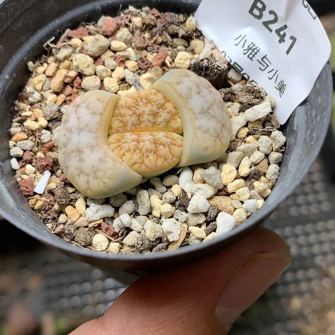 B241多肉植物保护