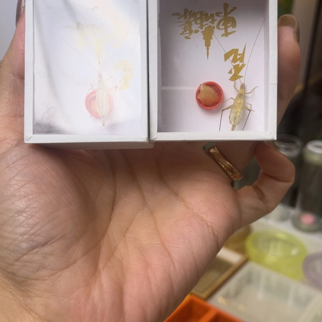 柬埔寨2只拍拍拍拍