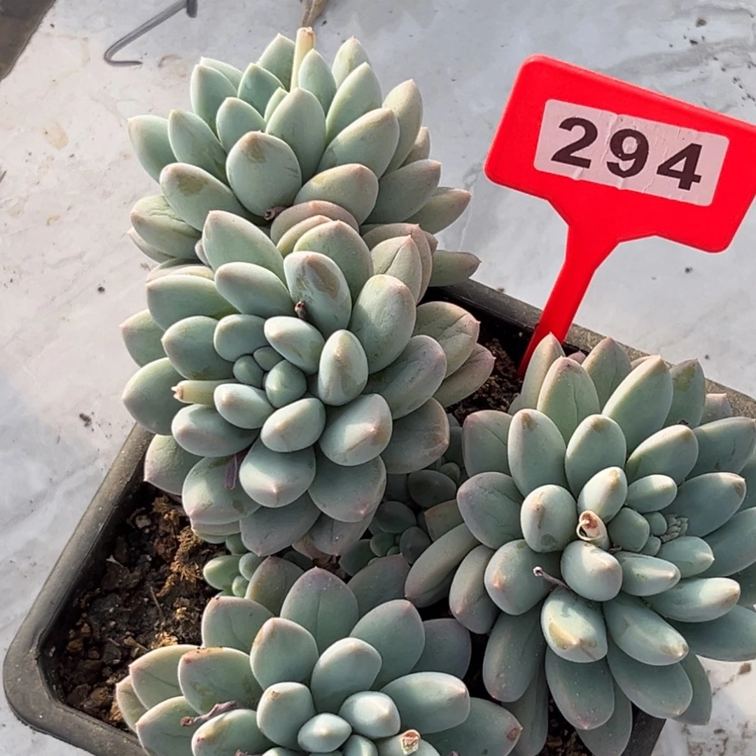 多肉植物七彩三色奶糖294