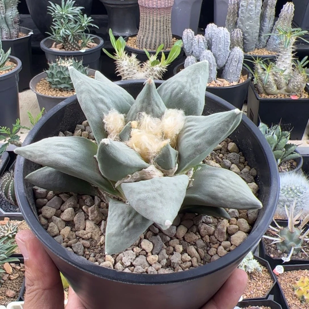 青瓷牡丹实生11.5一物一拍带盆发