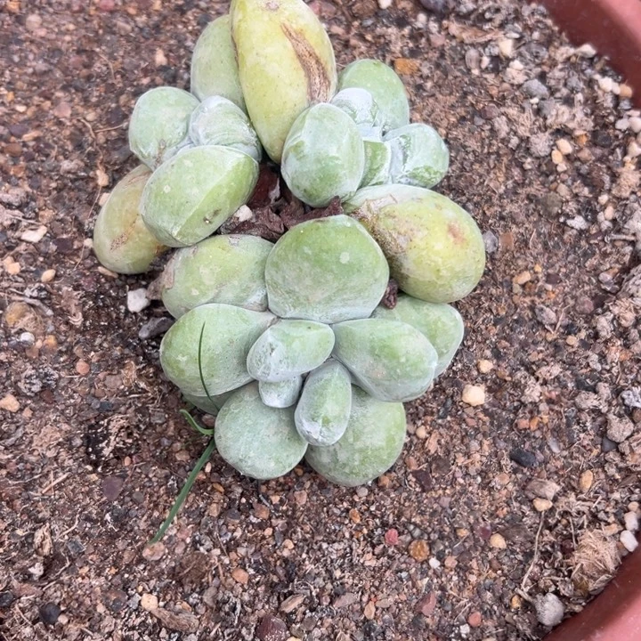 福利拇指～一物一拍0793