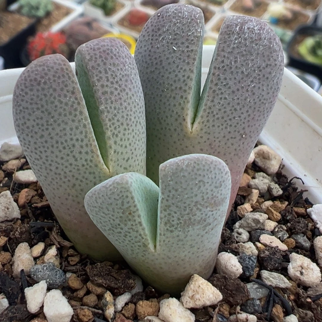 185多肉植物种类多样