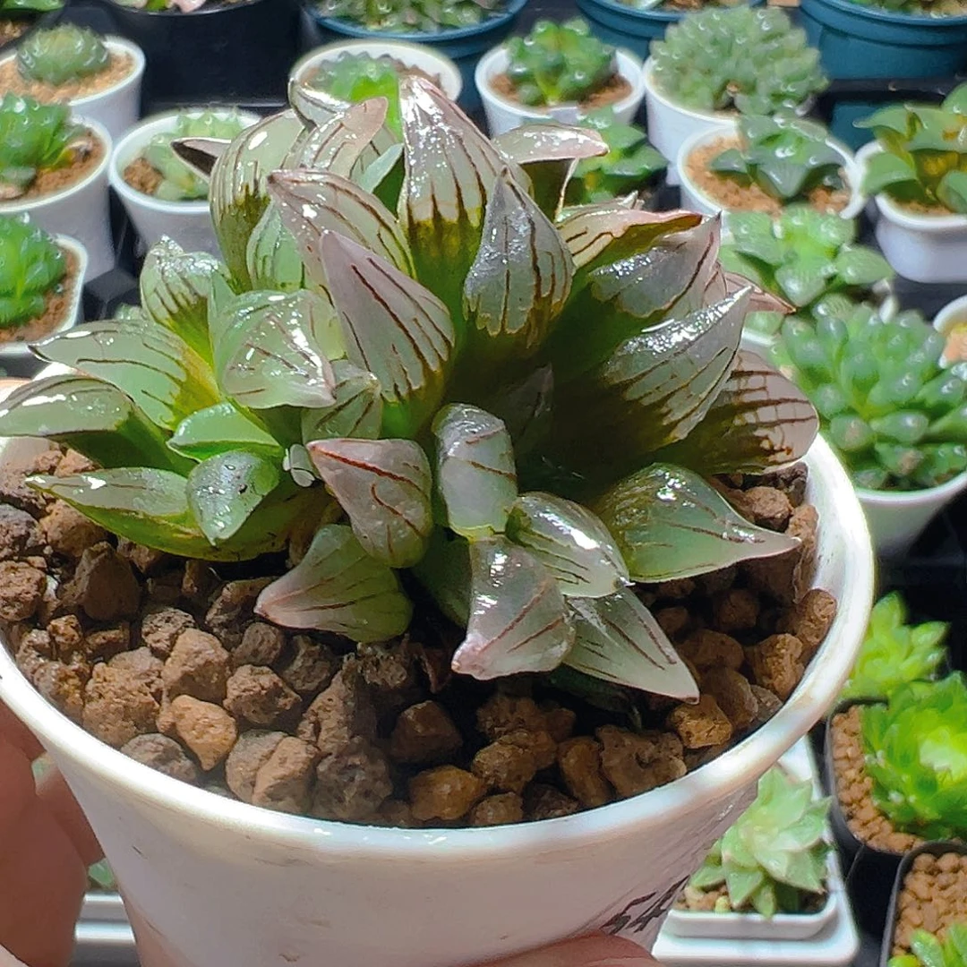 红盆西瓜寿玉露多肉植物一颗