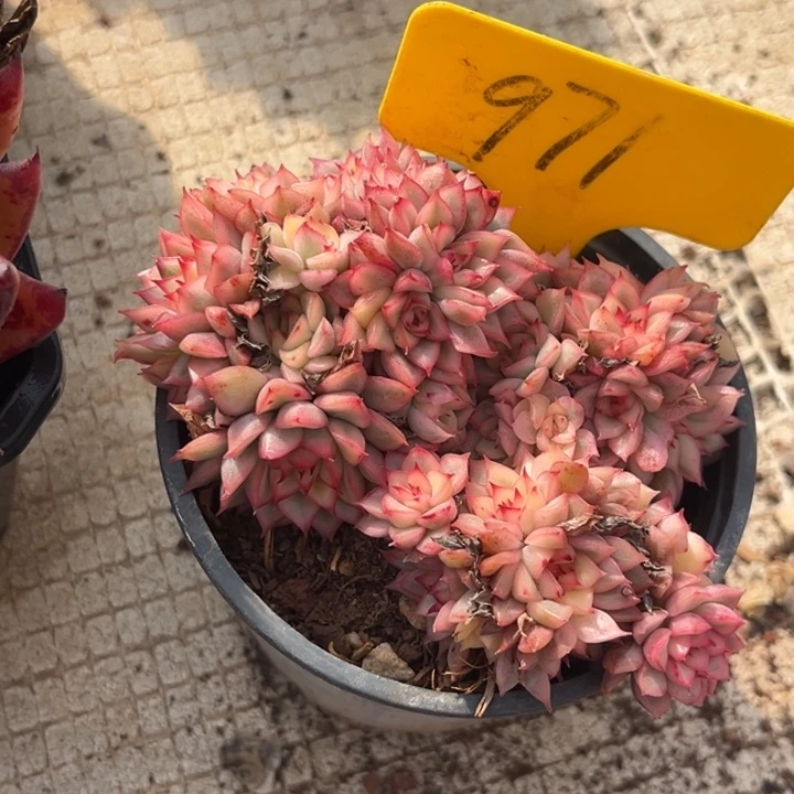 971多肉888888888888