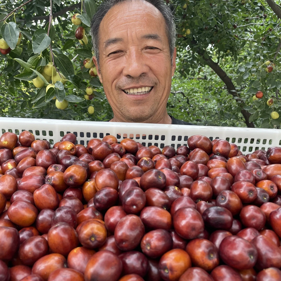【送礼专用】老高家2025年头茬稷山板枣鲜枣硬枣现摘现发