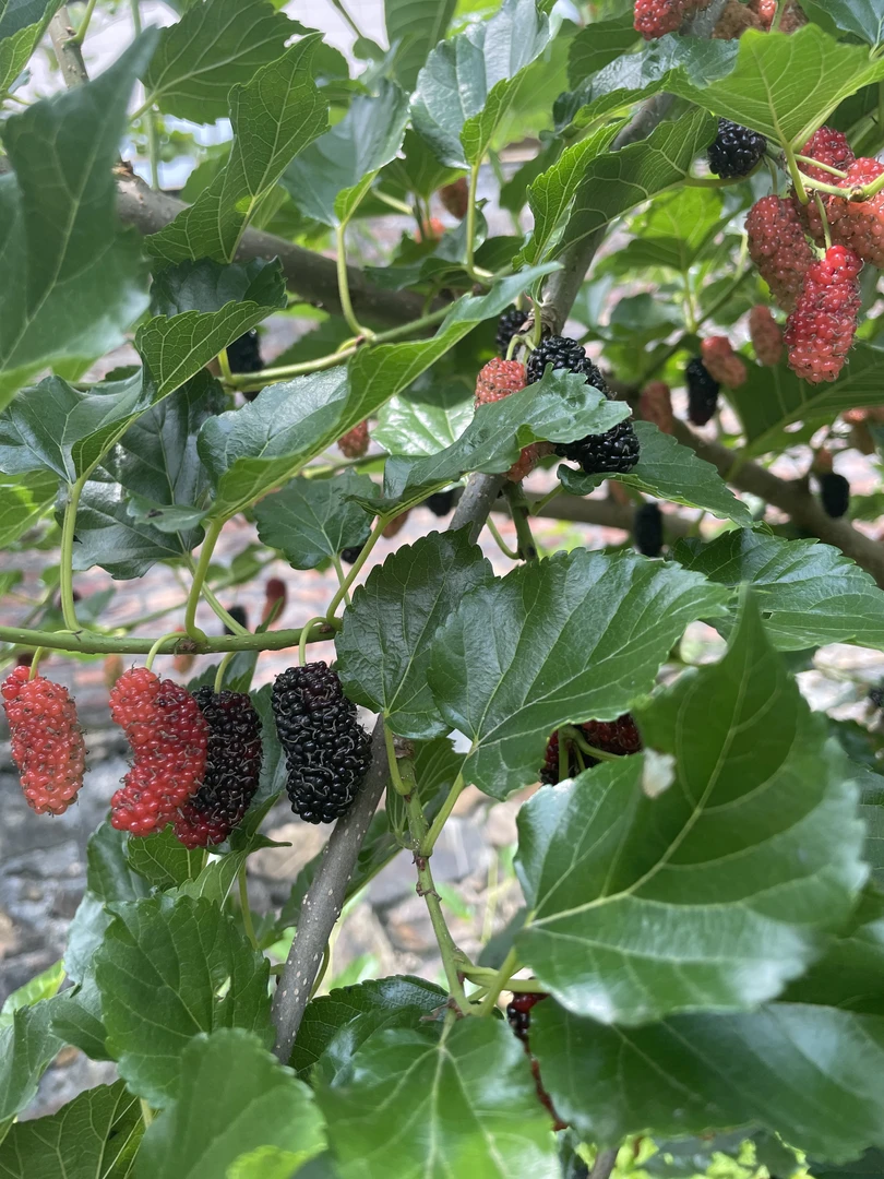 本地头茬黑桑葚干【免洗无沙】
