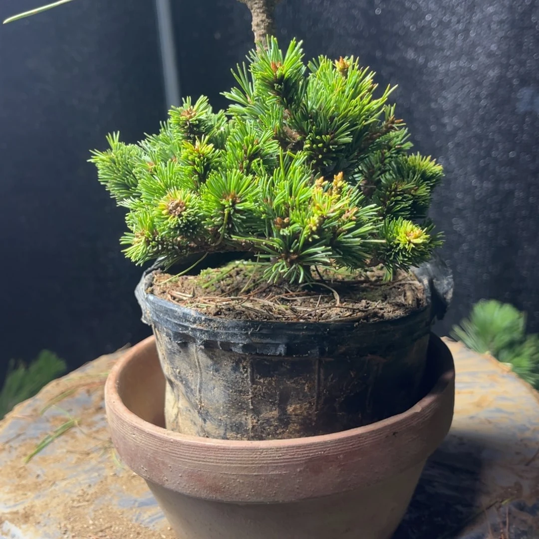 融***爸无花朵一个福泉230福利价格