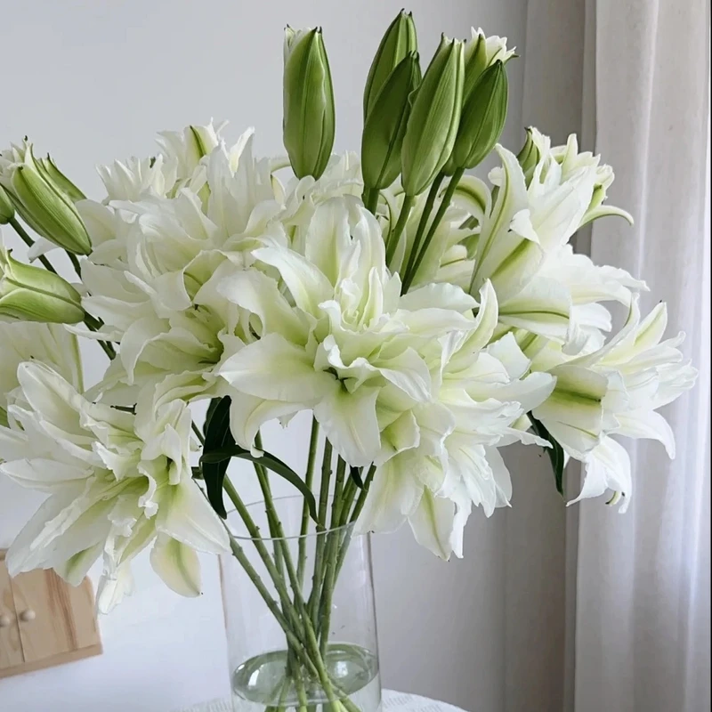 【艾莎重瓣百合】云南直发香水百合花香味浓郁鲜花鲜切花
