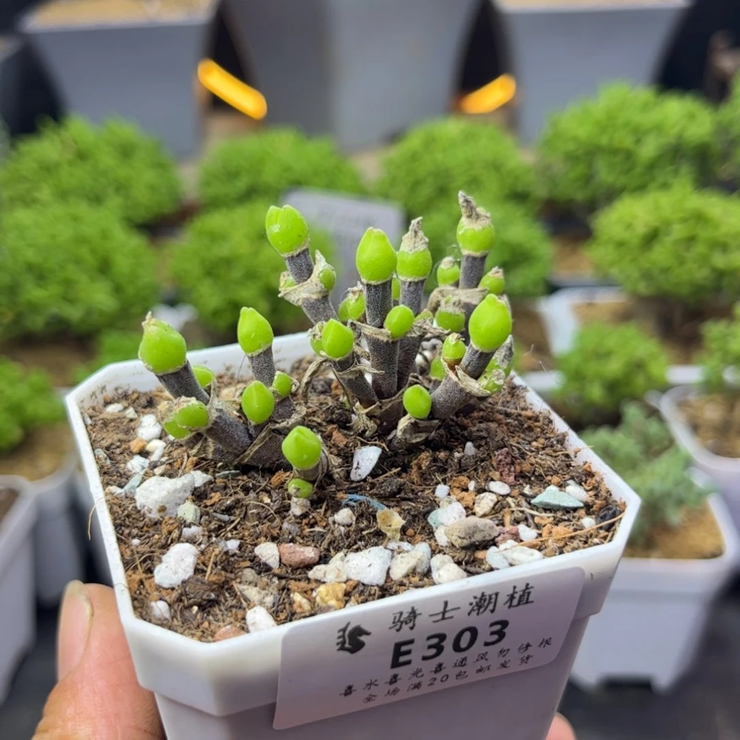 303短耳朵枝干兔子