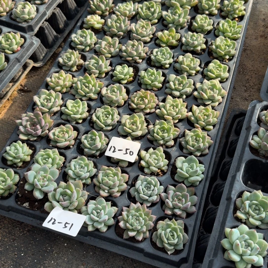 12-51（36颗）未选育珍妮带穴盘发货