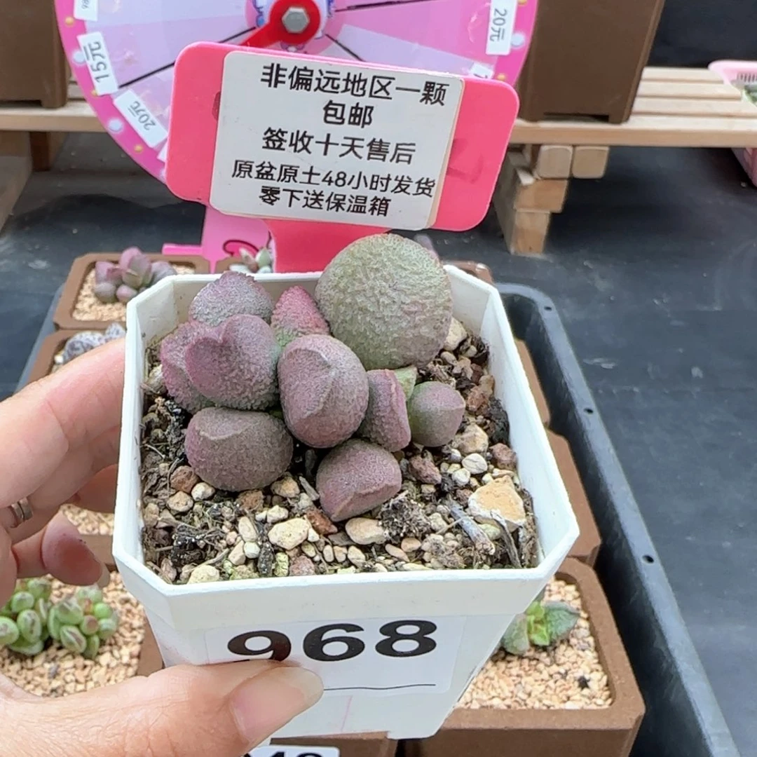 968赛猪肝多肉植物