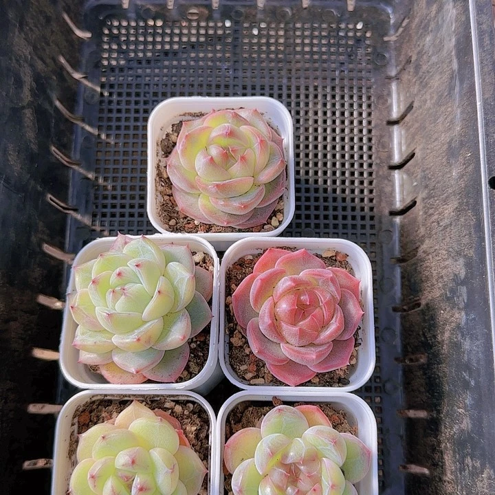 花时光精品多肉57