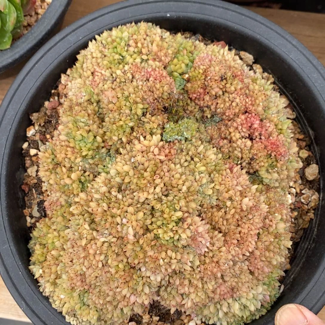 精品多肉一物一拍不包整75