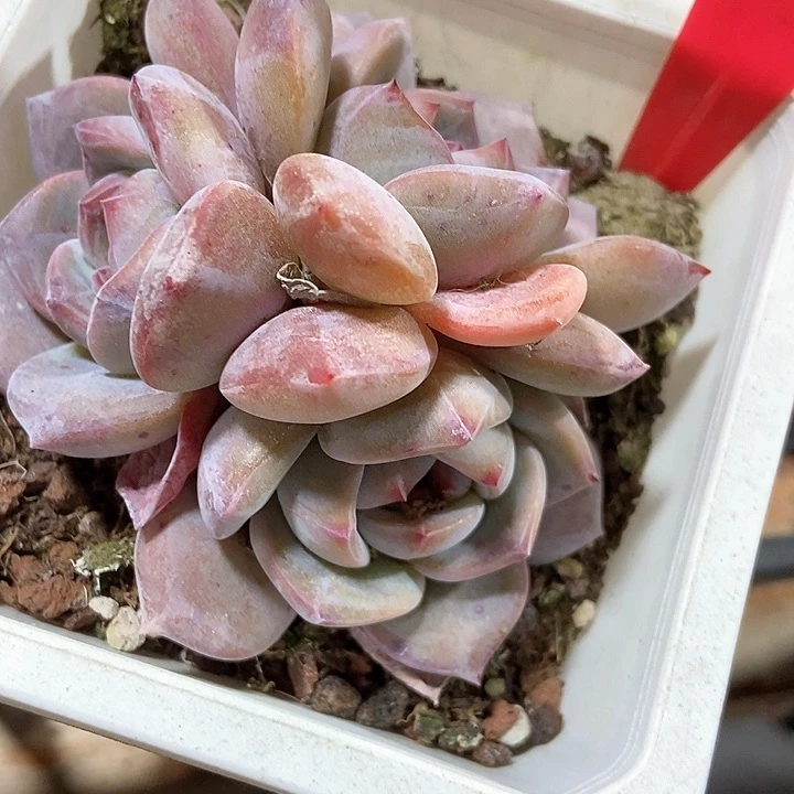 多肉植物石榴籽520