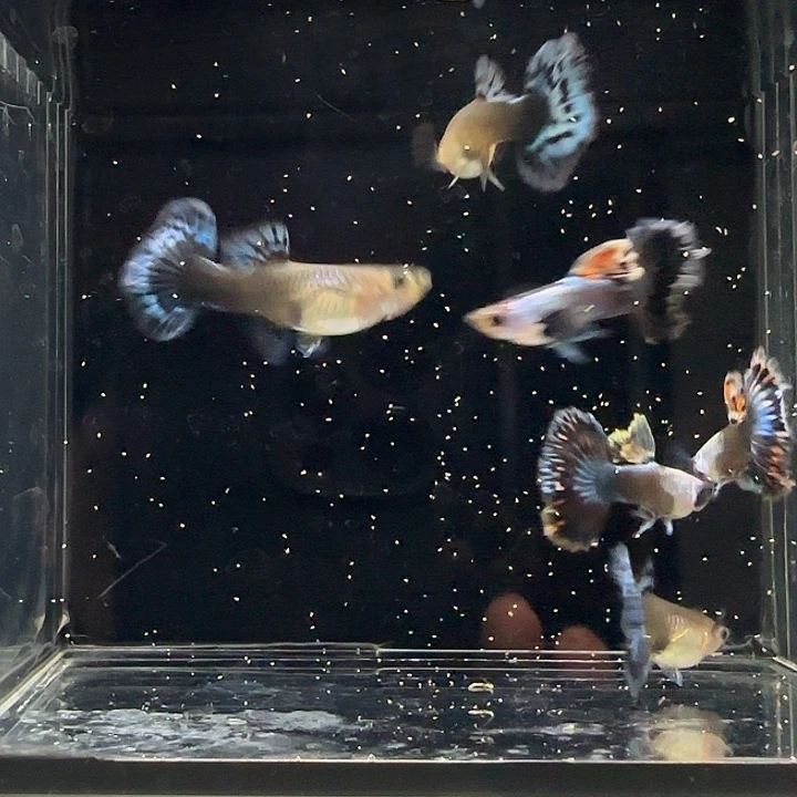 孔雀鱼艾尔银蓝礼服半月跑红3对