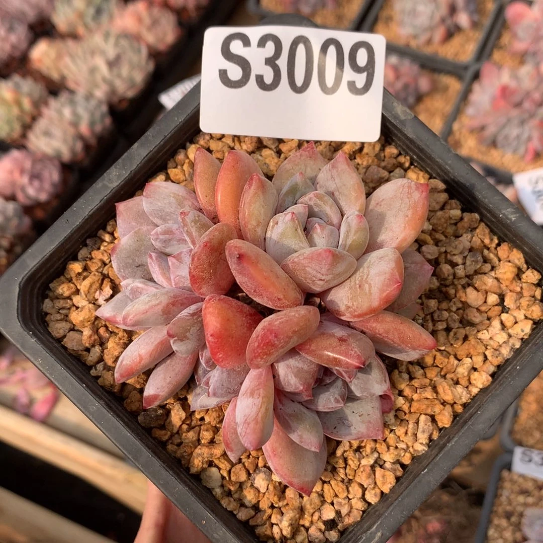 S3009 橙梦露老桩清仓特价