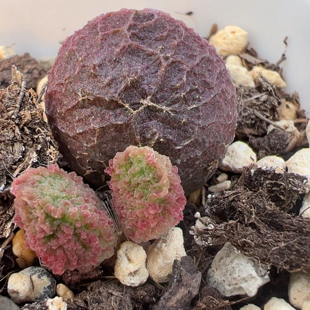 圆球血珠款实生新品大苗