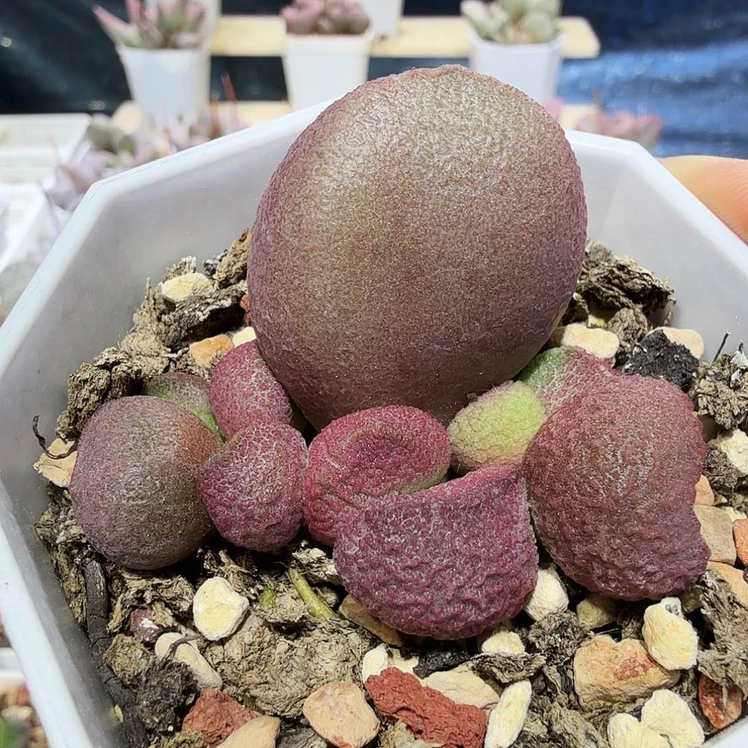 红烧肉水泡多肉植物