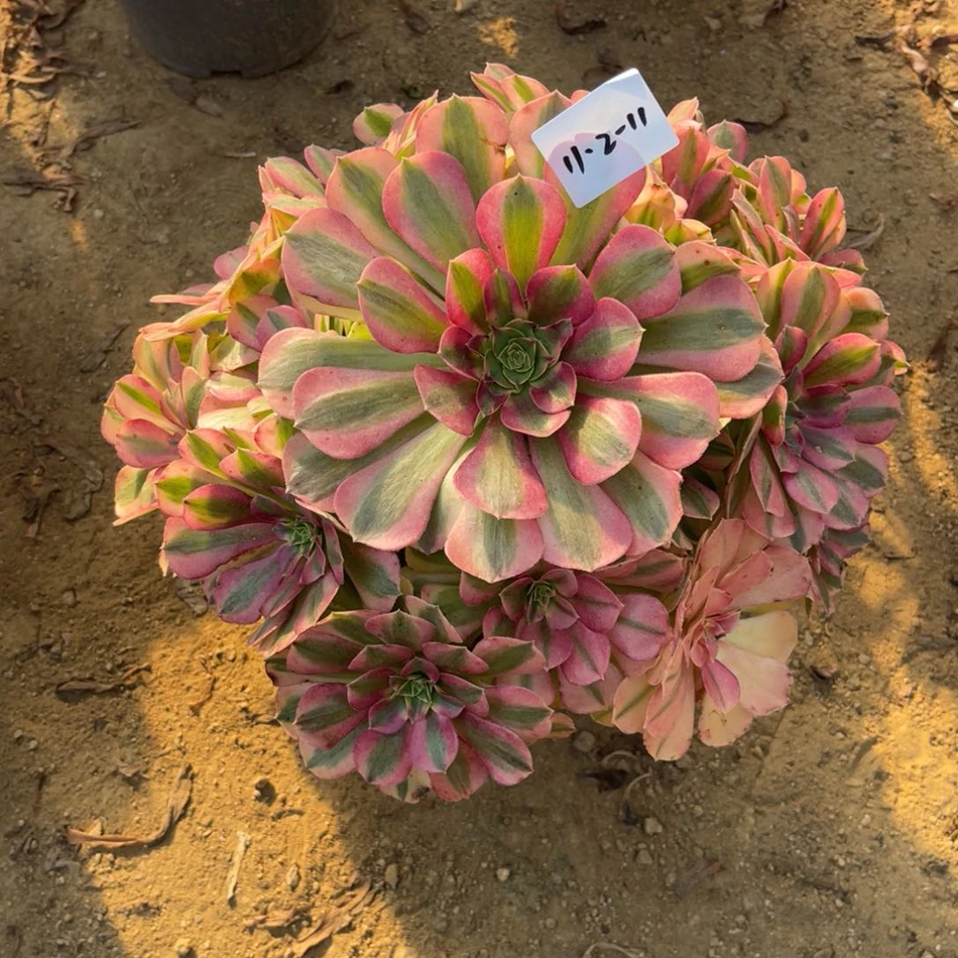 11-2-11雨荷法师锦多肉