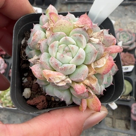 221阿尔巴美尼多肉植物多