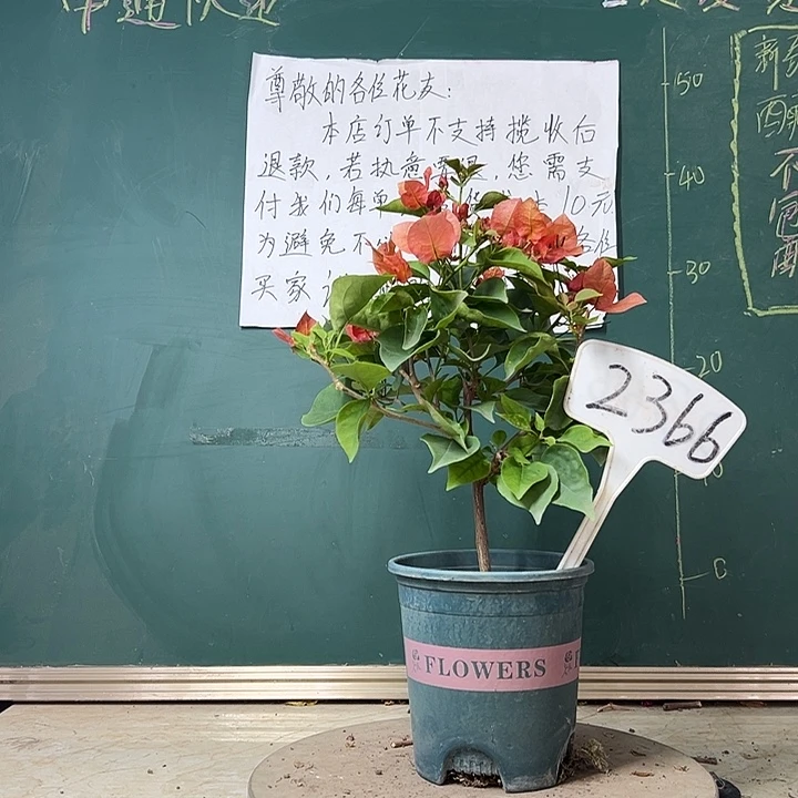 完全开放不甜西瓜2366