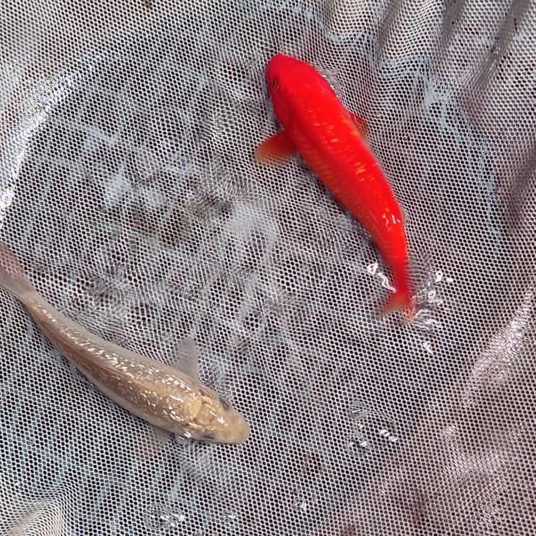 锦鲤锦鲤观赏鱼1111