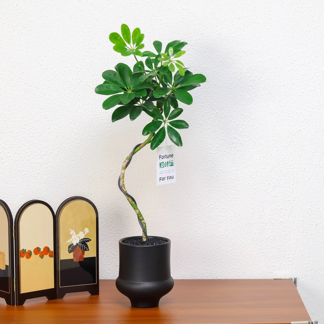 高杆鸭脚木+黑色圆边小底盆+黑沙2包+卡牌（招财运）+接水盘