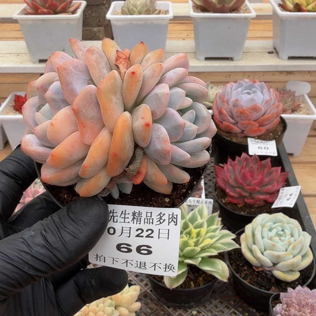 1022-66橙梦露锦双头