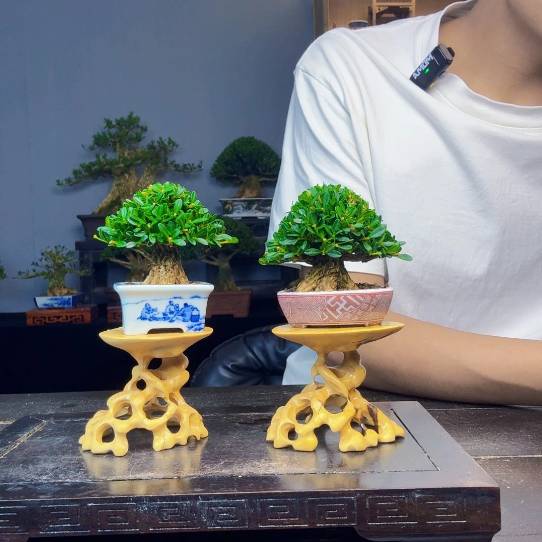 磁***铁无花朵黄杨盆景一物一拍