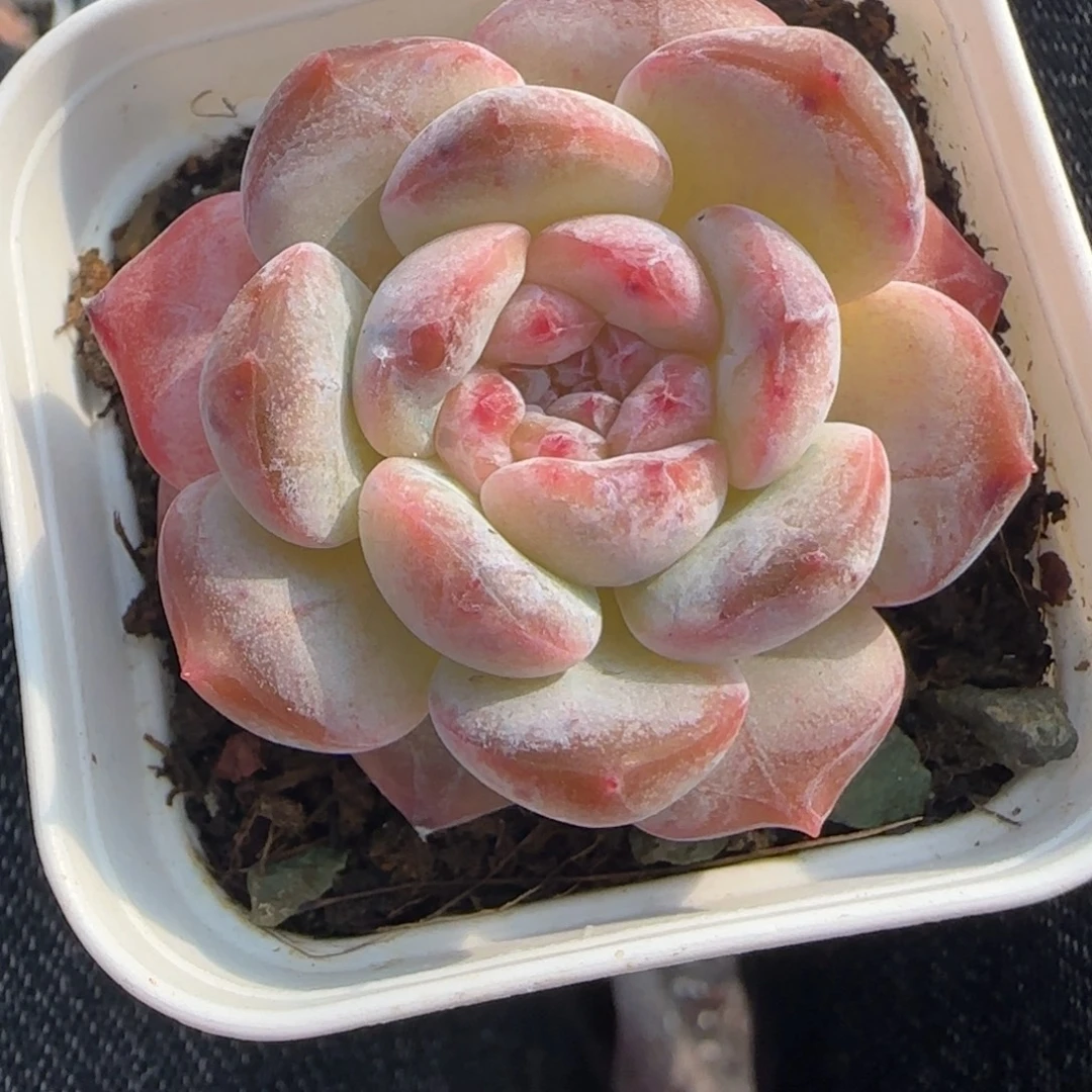 小卡拉米糖心一物一拍