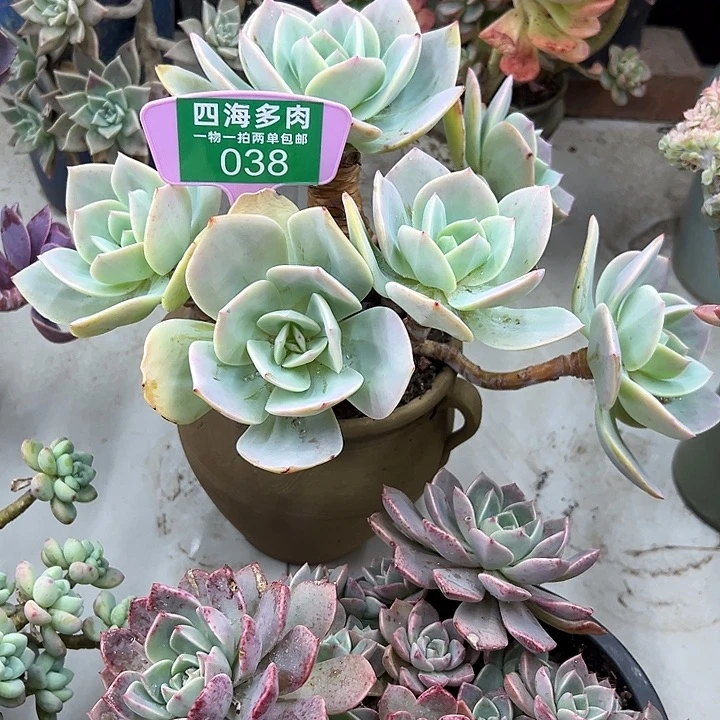 空***兰白风多肉植物提取038