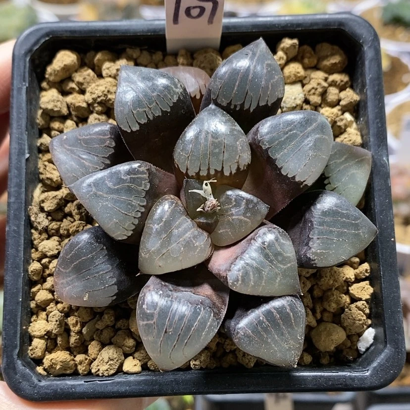 【闪购商品】109爱神克