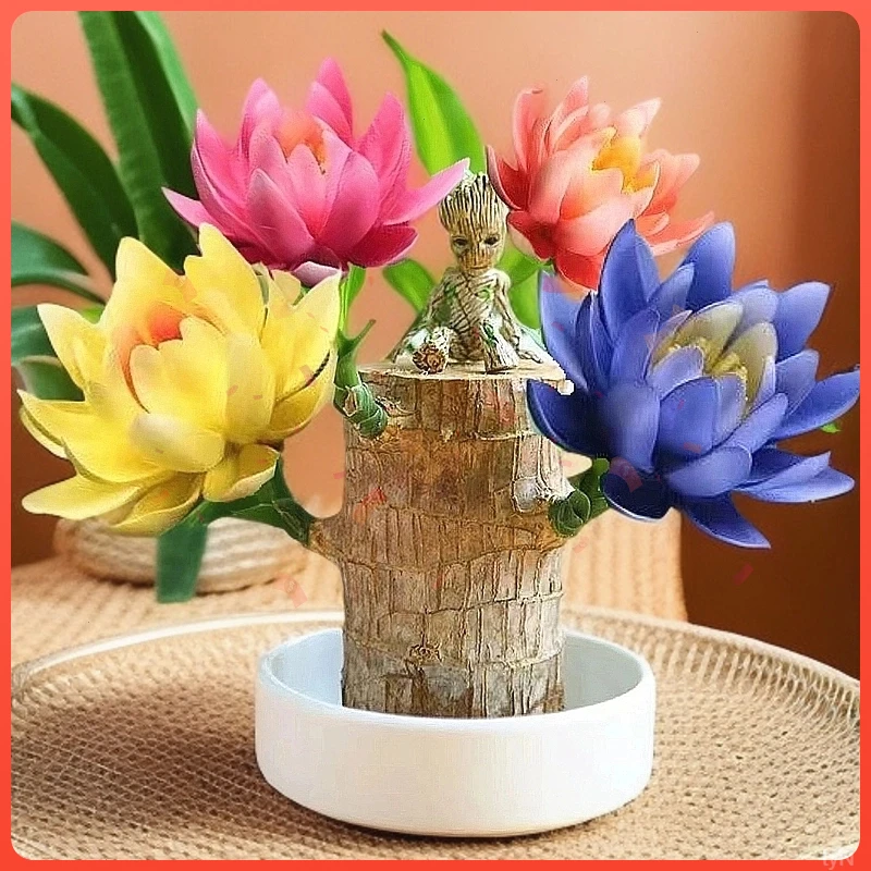 四季好养巴西木桌面绿植盆栽幸运木开花带芽水培植物室内大号真货