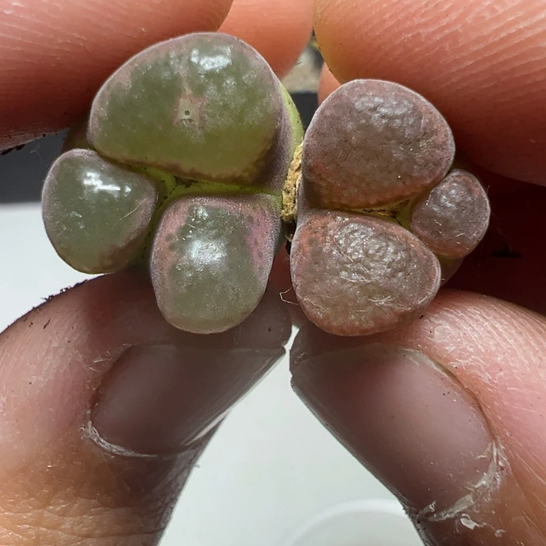 【闪购商品】300……