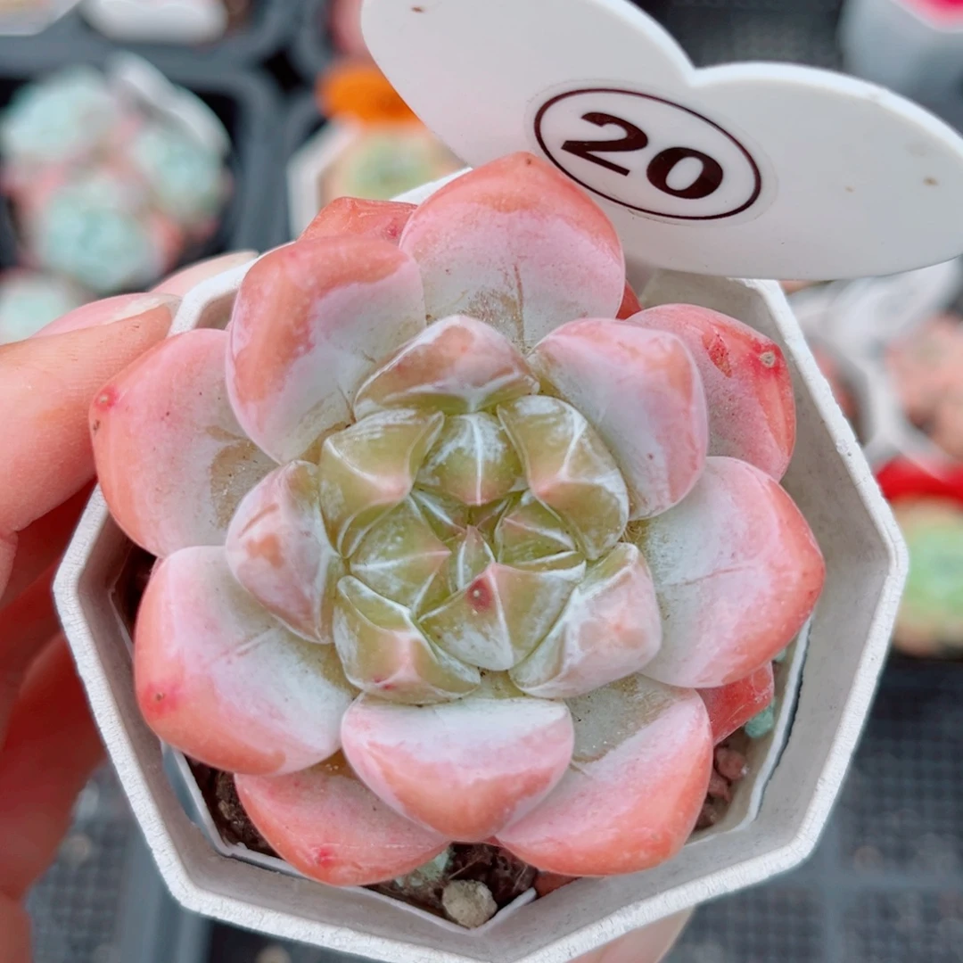 20号小老桩糖心单头